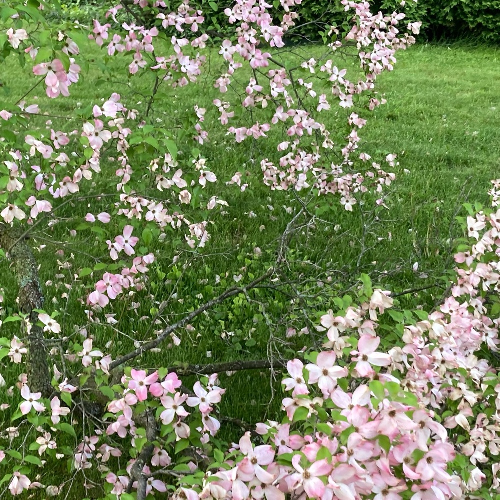 Meet your Posher, Nutella